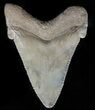 Serrated, Angustidens Tooth - Megalodon Ancestor #59222-1